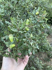 Quercus × macdonaldii