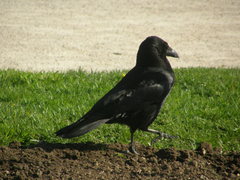 Corvus corone