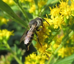 Coelioxys alatus