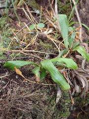 Notogrammitis rigida