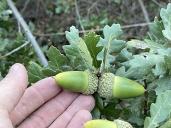 Quercus × macdonaldii