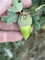 Quercus × macdonaldii
