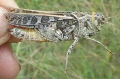 Hippiscus ocelote