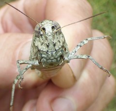 Hippiscus ocelote