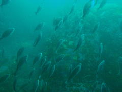 Pachymetopon blochii
