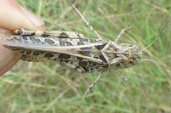 Hippiscus ocelote