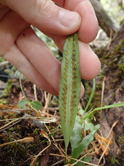 Notogrammitis rigida