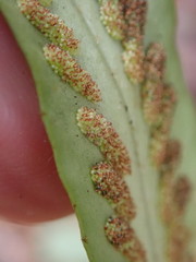 Notogrammitis rigida