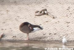 Anser anser × Branta canadensis