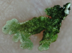 Cladonia strepsilis