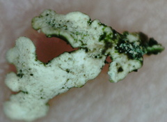 Cladonia strepsilis
