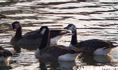 Anser anser × Branta canadensis
