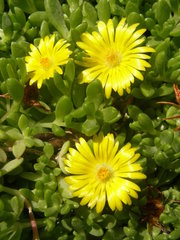 Delosperma nubigenum