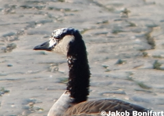 Anser anser × Branta canadensis