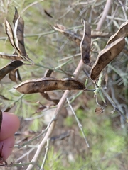 Calicotome spinosa