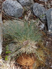 Poa astonii