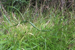 Baccharis sagittalis