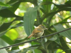 Thamnophilus multistriatus