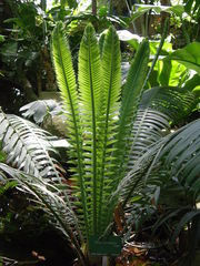 Dioon spinulosum