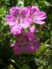 Erodium carvifolium