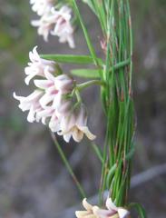 Astephanus triflorus