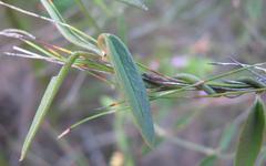 Astephanus triflorus