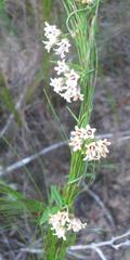 Astephanus triflorus