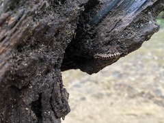 Arthrophaga