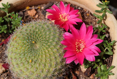 Rebutia