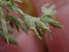 Poa astonii