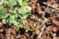 Cardamine flaccida