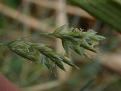 Poa astonii