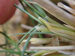 Poa astonii