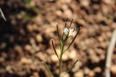 Cardamine flaccida