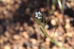 Cardamine flaccida