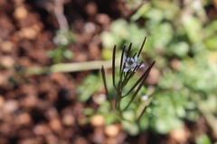 Cardamine flaccida