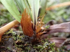 Notogrammitis rigida