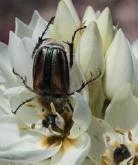 Stegopterus vittatus