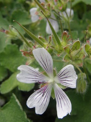 Geranium renardii