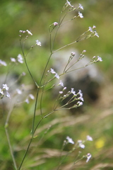 Gypsophila pacifica