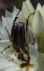 Stegopterus vittatus