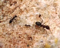 Anoplolepis steingroeveri