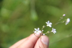 Gypsophila pacifica