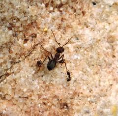 Anoplolepis steingroeveri