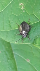 Antiteuchus tripterus