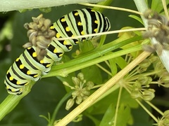 Papilio polyxenes