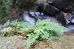 Asplenium dareoides