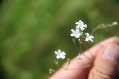 Gypsophila pacifica