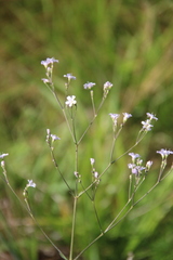 Gypsophila pacifica