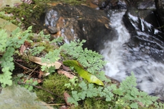 Asplenium dareoides